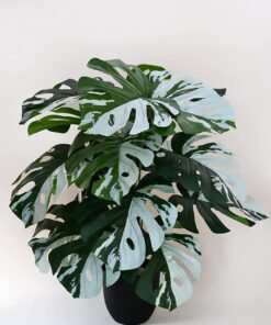 Blooming Floret Artificial Monstera Plant | with Basic Black Pot | Contrasting Leaves in Green & White | Ornamental Plant for Interior Decor/Home Decor/Office Decor | 18 Leaves | Durable